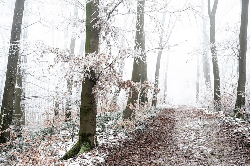 Snow-covered beech forest (Fagus sylvatica) on the Hermannsweg, Terra Vita nature park Park, Dissen am Teutoburger Wald, Lower Saxony, Germany