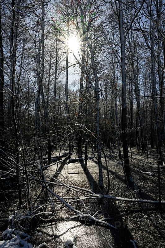 Snow-covered forest alder forest (Alnus glutinosa) with frozen water and trees, sunlight reflected on the surface, Dümmer nature park Park, Lower Saxony, Germany