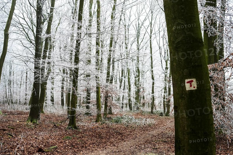 Snow-covered beech forest (Fagus sylvatica) on the Hermannsweg with T markings for Teuto loops, Terra Vita nature park Park, Dissen am Teutoburger Wald, Lower Saxony, Germany