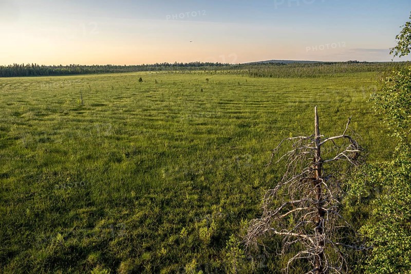 Wide green landscape view over vast moors with a bare tree under clear sky, hiking area near Rovaniemi, Saarenkylä, Lapland, Finland