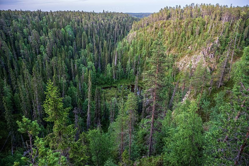 Kallioportti viewpoint in Hossa National Park, dense forest on a hill at dusk with lush greenery and peaceful atmosphere, Juuma, Rukatunturi, North Ostrobothnia Region, Finland
