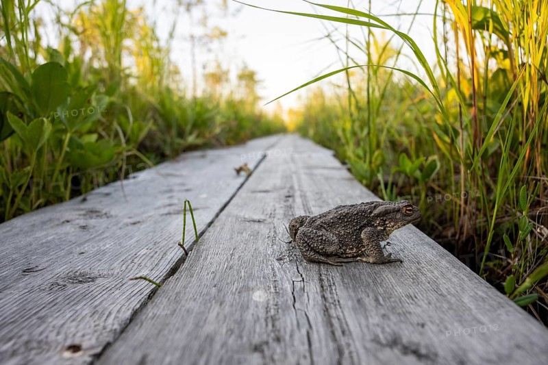 Common toad (Bufo bufo) are on a wooden walkway boardwalk wooden path, near Vianaavan lintutorni, Ravaniemi, Saarenkylä, Lapland, Finland