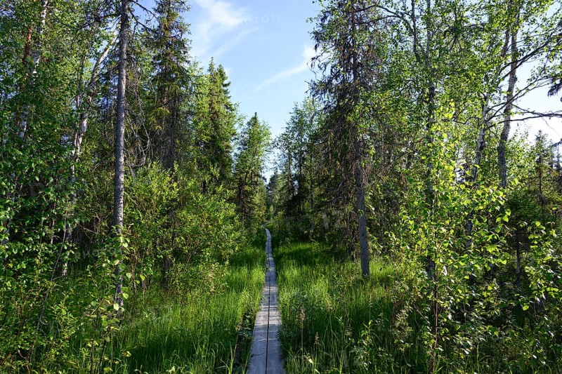 Narrow wooden trail leads through a green birch forest under a blue sky, near Vianaavan Lintutorni, Ravaniemi, Saarenkylä, Lapland, Finland