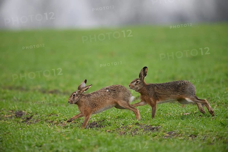 Two brown hares (Lepus europaeus) run across a green meadow. A male hare drives a female hare. The atmosphere radiates liveliness and freedom, hare wedding, Dümmer nature park Park, Lower Saxony, Germany