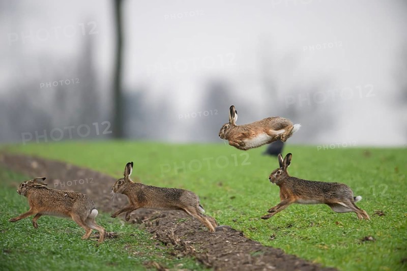 Four brown hares (Lepus europaeus) in motion, one jumping up, dynamic scene outdoors, Dümmer nature park Park, Lower Saxony, Germany