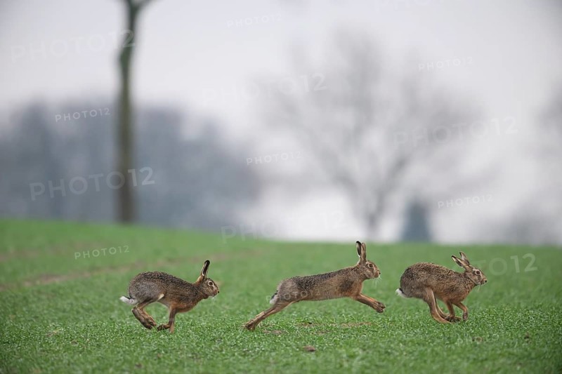 Three brown hares (Lepus europaeus) run across a green meadow. Two male hares are being driven by a female hare. The atmosphere radiates liveliness and freedom, hare wedding, Dümmer nature park Park, Lower Saxony, Germany, Three hares running across a field, energetic movement in nature