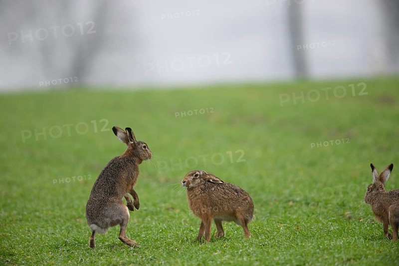 Two playing brown hares (Lepus europaeus) standing on a green meadow. Hare mating season, Dümmer nature park Park, Lower Saxony, Germany