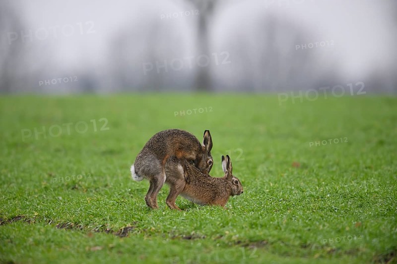 Two brown hares hares (Lepus europaeus) in a meadow in a mating ritual on green grass copula hare wedding, Dümmer nature park Park, Lower Saxony, Germany