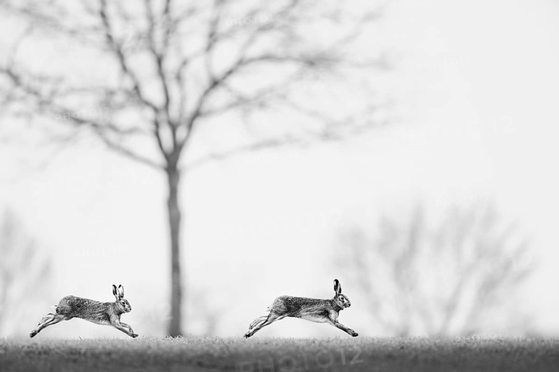 Two brown hares hares (Lepus europaeus) in black and white, running quickly side by side across the ground, Dümmer nature park Park, Lower Saxony, Germany
