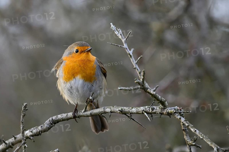 A robin (Erithacus rubecula) sitting on a bare thorn branch in a winter bush, Zuid Duinen, Zandvoort, Noord-Holland, Netherlands