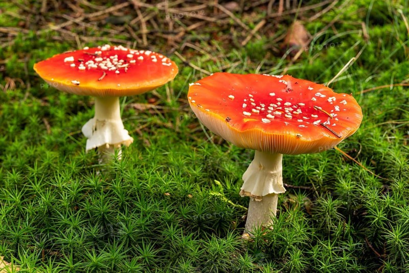 Close-up of two fly agarics (Amanita muscaria) with red, white speckled cap on the mossy ground of a forest, Germany