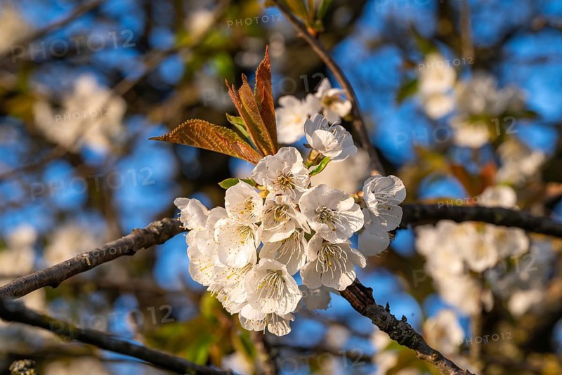 Close-up of the branches of a cherry tree (Prunus avium) with white blossoms during fruit tree blossom in spring, Lower Saxony, Germany