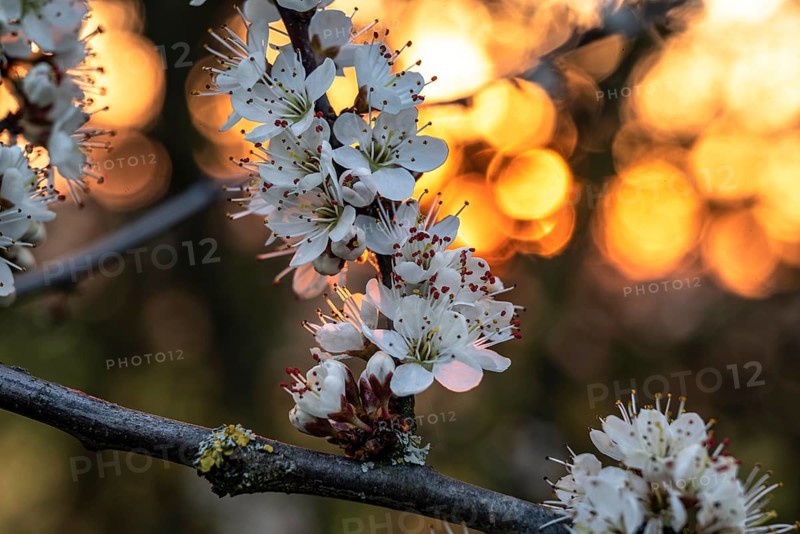 Close-up of the branches of flowering blackthorn or blackthorn (Prunus spinosa), backlight shot with warm bokeh of the evening sun, Germany