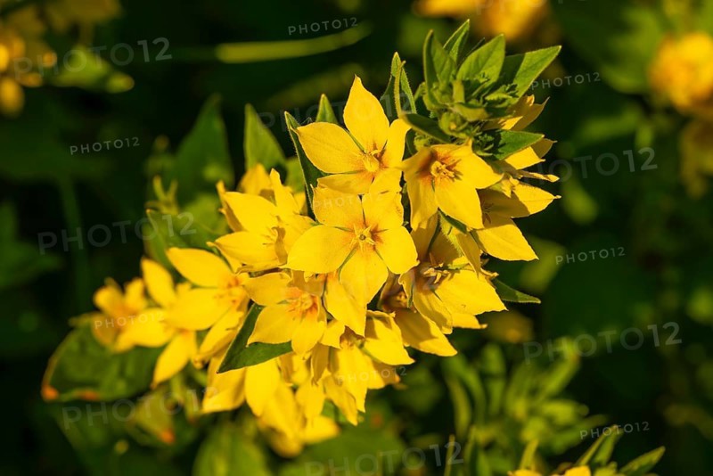 Yellow inflorescence of spotted loosestrife (Lysimachia punctata), Germany