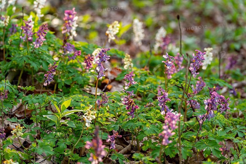Hollow larkspur (Corydalis cava) with white and purple flowers in atmospheric light in a forest in spring, Lower Saxony, Germany