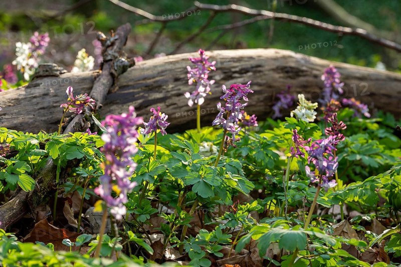 Hollow larkspur (Corydalis cava) with white and purple flowers in atmospheric light in a forest in spring, dead wood in the background, Lower Saxony, Germany