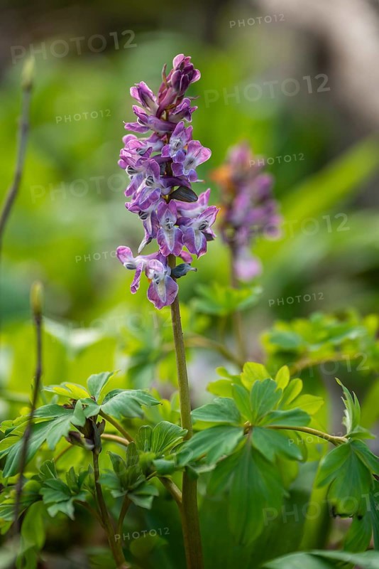 Close-up of Hollow larkspur (Corydalis cava) with purple flowers in a forest in spring, Lower Saxony, Germany