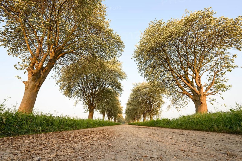 A rural path lined with green trees of a mulberry tree avenue (Morus spec.), Bohmte, Lower Saxony, Germany