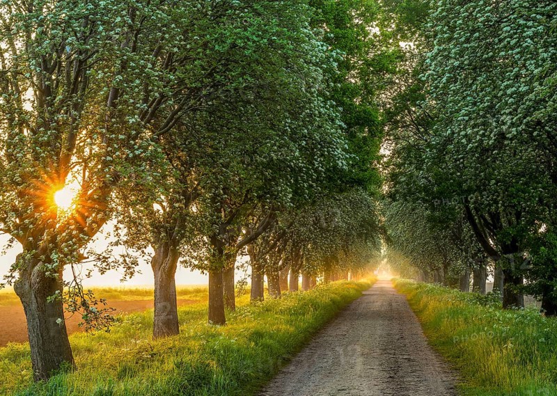 A rural path lined with green trees of a mulberry tree avenue (Morus spec.), through which the sunlight shines and creates a peaceful scenery, Bohmte, Lower Saxony, Germany
