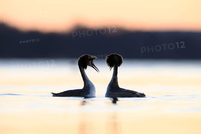 Two great crested grebes (Podiceps cristatus) in the water at sunset, romantic atmosphere, Steinhuder Meer, Lower Saxony, Germany