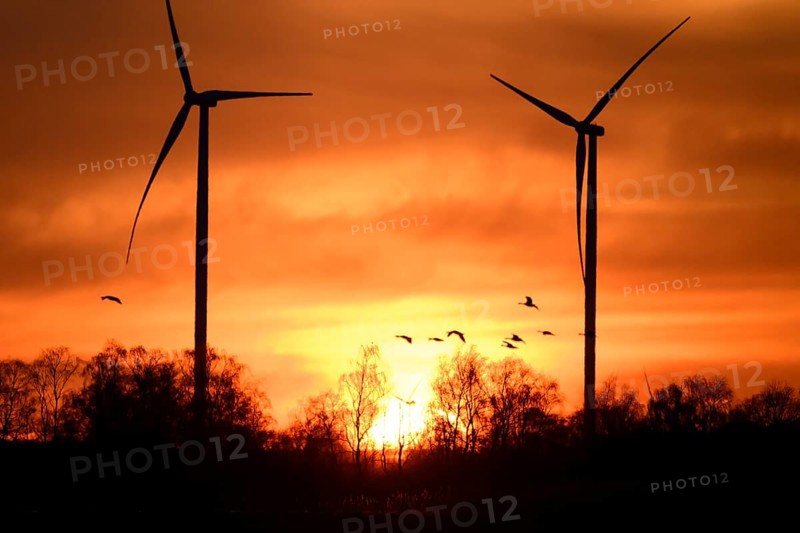 Wind turbines and flying birds geese in front of an orange sunset, silhouettes of wind turbines in front of a dramatic sunset, Dümmer nature park Park, Lower Saxony, Germany