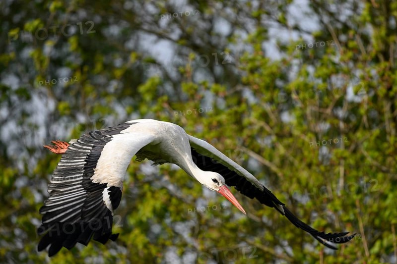 Stork White stork (Ciconia ciconia) in flight over a wooded landscape with outstretched wings, Dümmer nature park Park, Lower Saxony, Germany