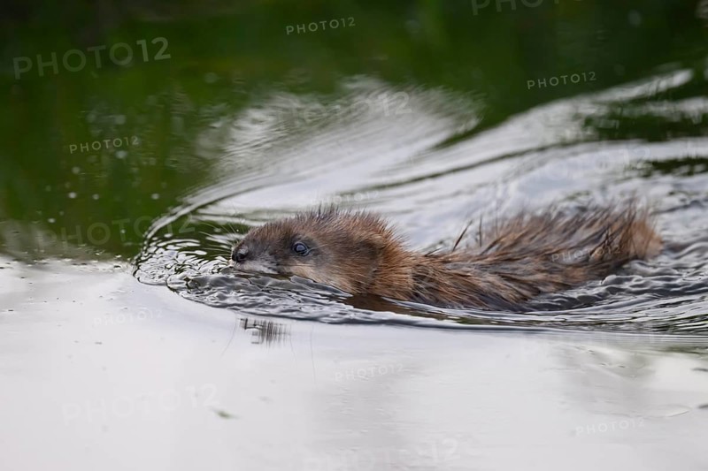 A muskrat (Ondatra zibethicus) swims through the water, which is reflected by trees in the background, A beaver swims through the water, creating gentle waves on the surface, Dümmer nature park Park, Lower Saxony, Germany