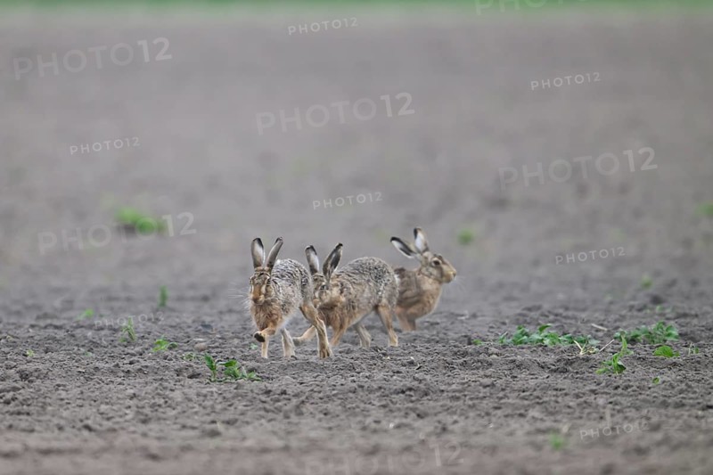 Group of three hares European hare (Lepus europaeus) on an open, dry field, Dümmer nature park Park, Lower Saxony, Germany