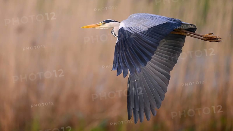 Grey heron (Ardea cinerea), also known as great white egret flies majestically over a field, its wings stretched out wide, A grey heron flies elegantly over reeds in natural surroundings, Dümmer nature park Park, Lower Saxony, Germany