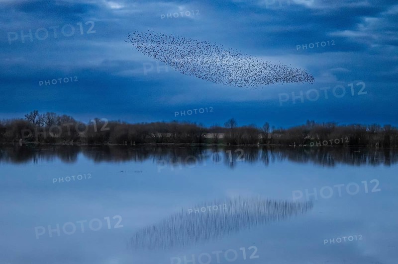 A flock of starlings (Sturnus vulgaris) flies over a calm body of water reflecting the sky, flock of birds forming patterns over a calm lake with blue clouds, Dümmer nature park Park, Lower Saxony, Germany