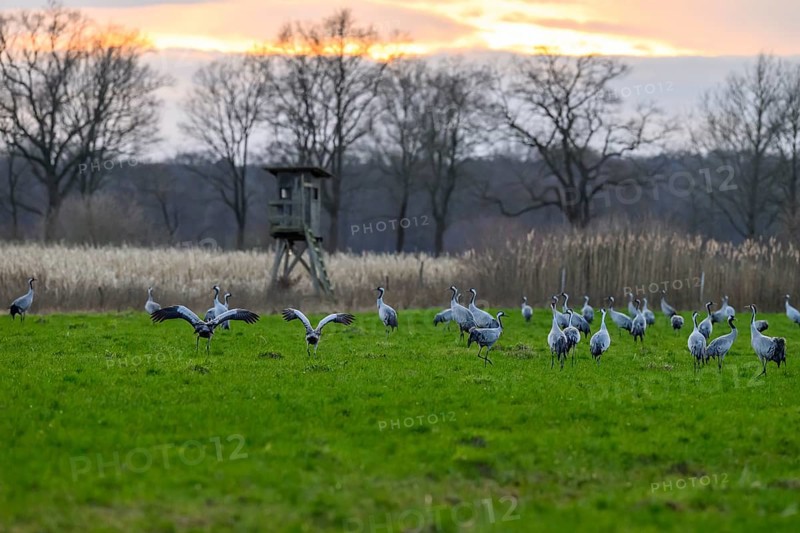 A group of cranes (Grus grus) in a meadow with a sunset in the background, cranes on a field in front of sunset with trees and high seat Mariendrebber, Drebber, Lower Saxony, Germany
