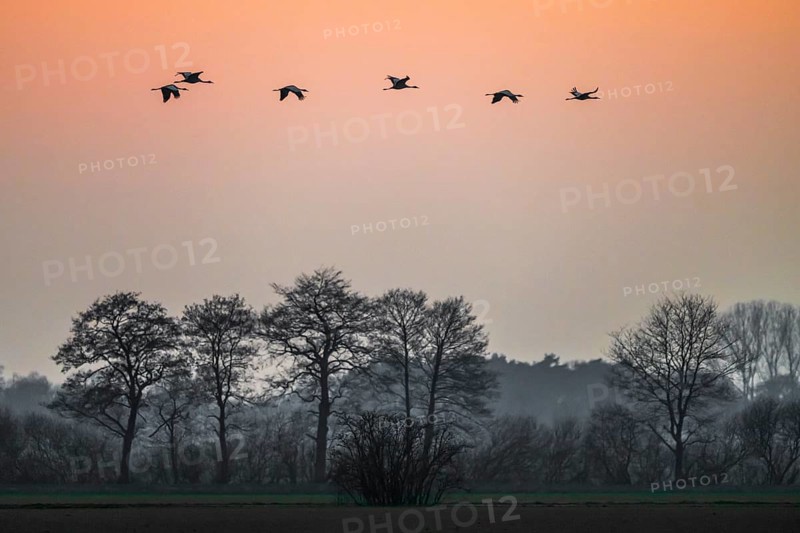 Cranes (Grus grus) flying over a quiet landscape at dusk, Dümmer nature park Park, Lower Saxony, Germany
