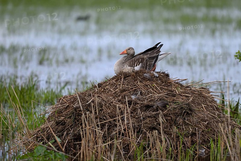 A grey goose (Anser anser) sitting on its nest of dry reeds surrounded by water Dümmer nature park Park, Lower Saxony, Germany