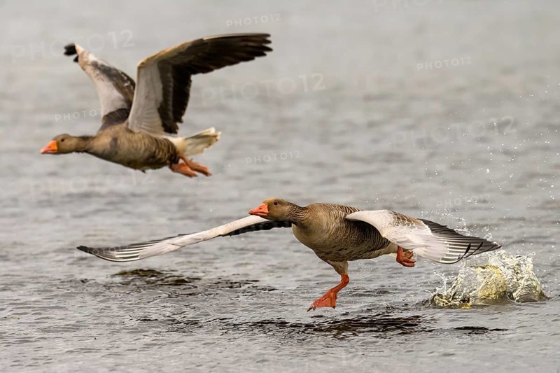 Two grey geese (Anser anser) start their flight just above the water surface, Dümmer nature park Park, Lower Saxony, Germany