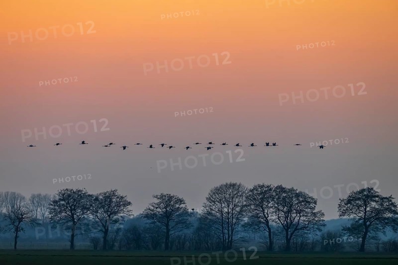 A line of cranes (Grus grus) flies over trees at dusk, Dümmer nature park Park, Lower Saxony, Germany