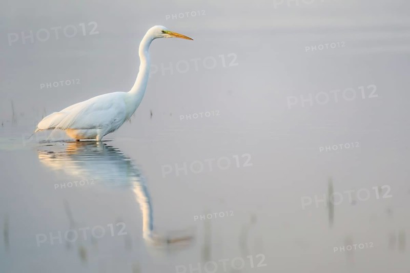 A Great Egret (Egretta alba, Ardea alba) stands in the water, its reflection visible, in a tranquil landscape its white figure reflected in the calm morning light, Dümmer nature park Park, Lower Saxony, Germany