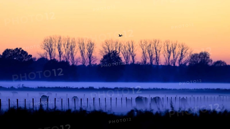 Foggy meadows landscape at sunrise, trees and birds visible as silhouettes, Boller Moor, Dümmer nature park Park, Lower Saxony, Germany
