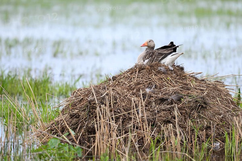 A grey goose (Anser anser) sits quietly on a nest on your Bisamburg, which is surrounded by water, Dümmer nature park Park, Lower Saxony, Germany