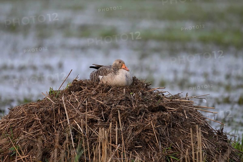 A grey goose (Anser anser) sits quietly on a nest on a bisamburg surrounded by water, A goose sits quietly on a nest of grass and straw in a natural environment, Dümmer nature park Park, Lower Saxony, Germany