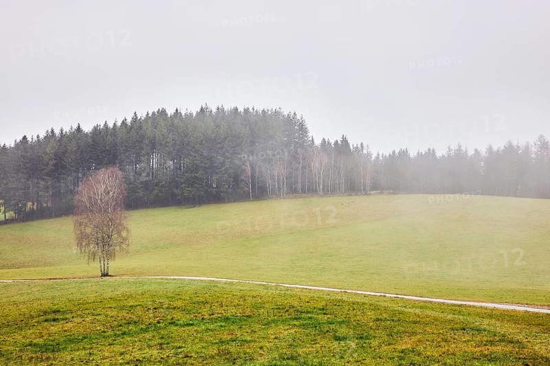 Coniferous forest, meadow, unpaved road, free-standing tree, foggy, dreary, rainy, fog, cloudy, Breitebene, Hofstetten, Black Forest, Ortenaukreis, Baden-Württemberg, Germany