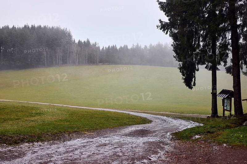 Coniferous forest, meadow, dirt road, curve, rainy, foggy, fog, dreary, cloudy, broad plain, Hofstetten, Black Forest, Ortenaukreis, Baden-Württemberg, Germany