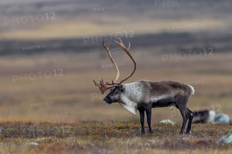 A reindeer bull (Rangifer tarandus) watches over his herd grazing in the tundra, rut, autumn, Sweden