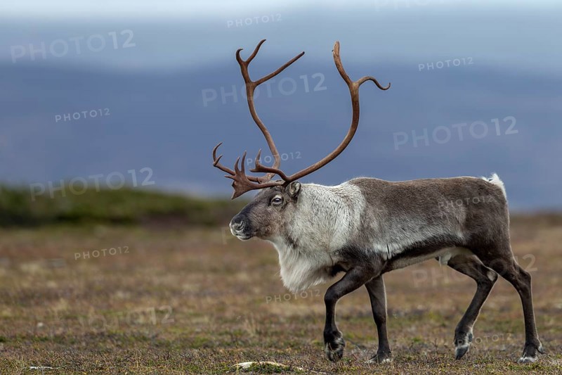 A reindeer bull (Rangifer tarandus) during the rut in search of females, rut, autumn, Sweden