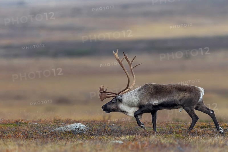 With its head bowed, the reindeer bull (Rangifer tarandus) moves towards an opponent, rut, autumn, Sweden