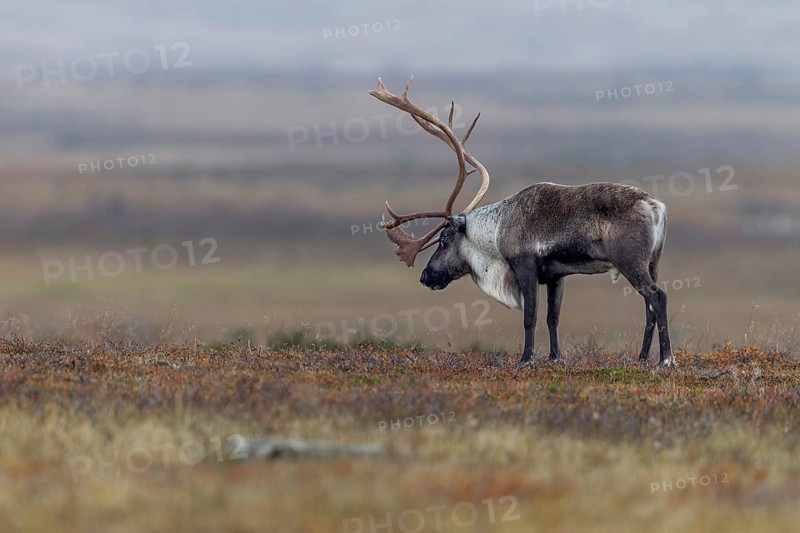A reindeer bull (Rangifer tarandus) stands exhausted in the tundra, the rut is a strenuous time, rut, autumn, Sweden
