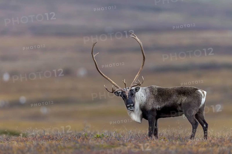 The antlers of reindeer bulls (Rangifer tarandus) can reach a considerable size, rut, autumn, Sweden