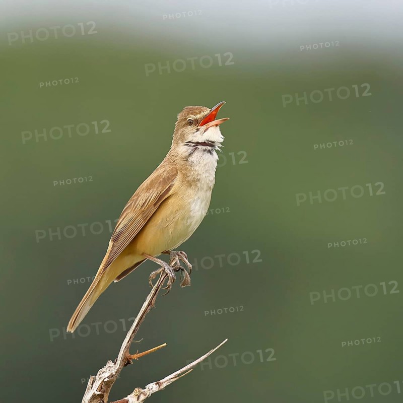 Great Reed Warbler (Acrocephalus arundinaceus), with open beak, singing, twittering, sitting on a twig, singing station, natural habitat, migratory bird, songbirds Lake Neusiedl, Burgenland, Austria
