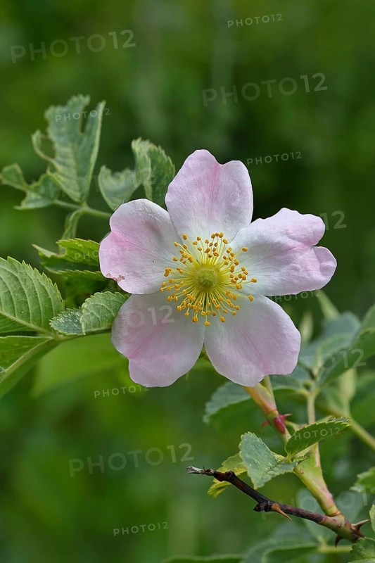 Dog rose (Rosa canina), wild rose, rose hip, blossom, Wilnsdorf, North Rhine-Westphalia, Germany