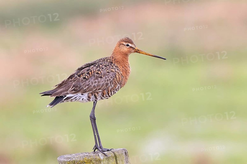 Black-tailed godwit (limosa limosa), on a perch, on a fence post, snipe birds, wildlife, nature photography, wet meadow, Ochsenmoor, Lake Dümmer, Lembruch, Lower Saxony, Germany
