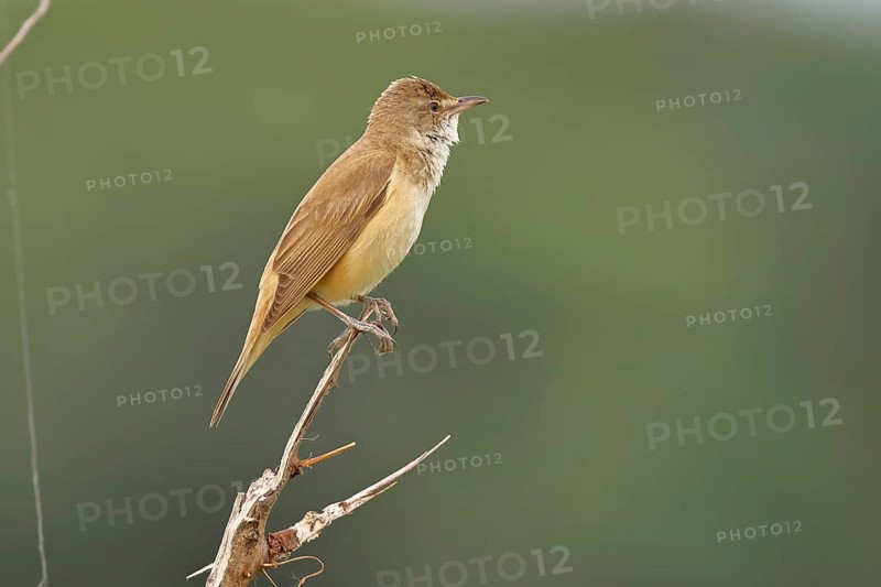Great Reed Warbler (Acrocephalus arundinaceus), sitting on a twig, singing station, natural habitat, migratory bird, songbirds Lake Neusiedl, Burgenland, Austria